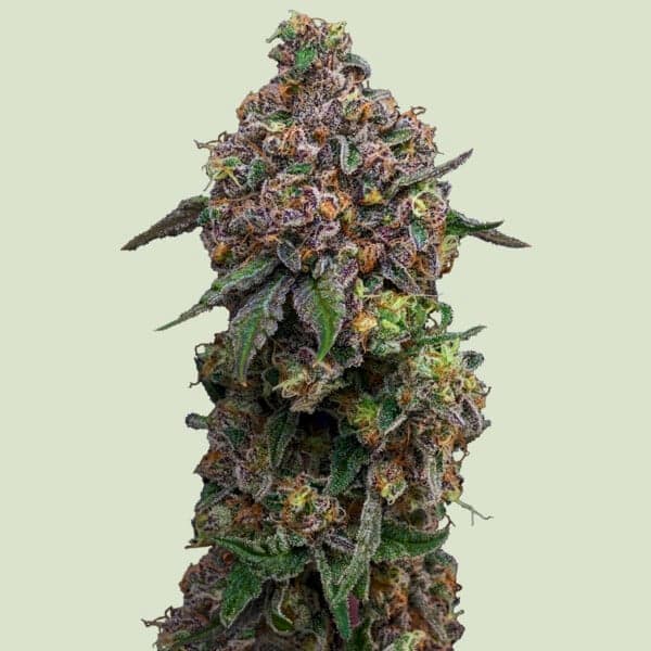 Cosmic Cheddar F1 Seed > Royal Queen Seeds | Feminized Cannabis   |  Hybrid